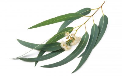 Eucalyptus  – It is the season of cold and flu…