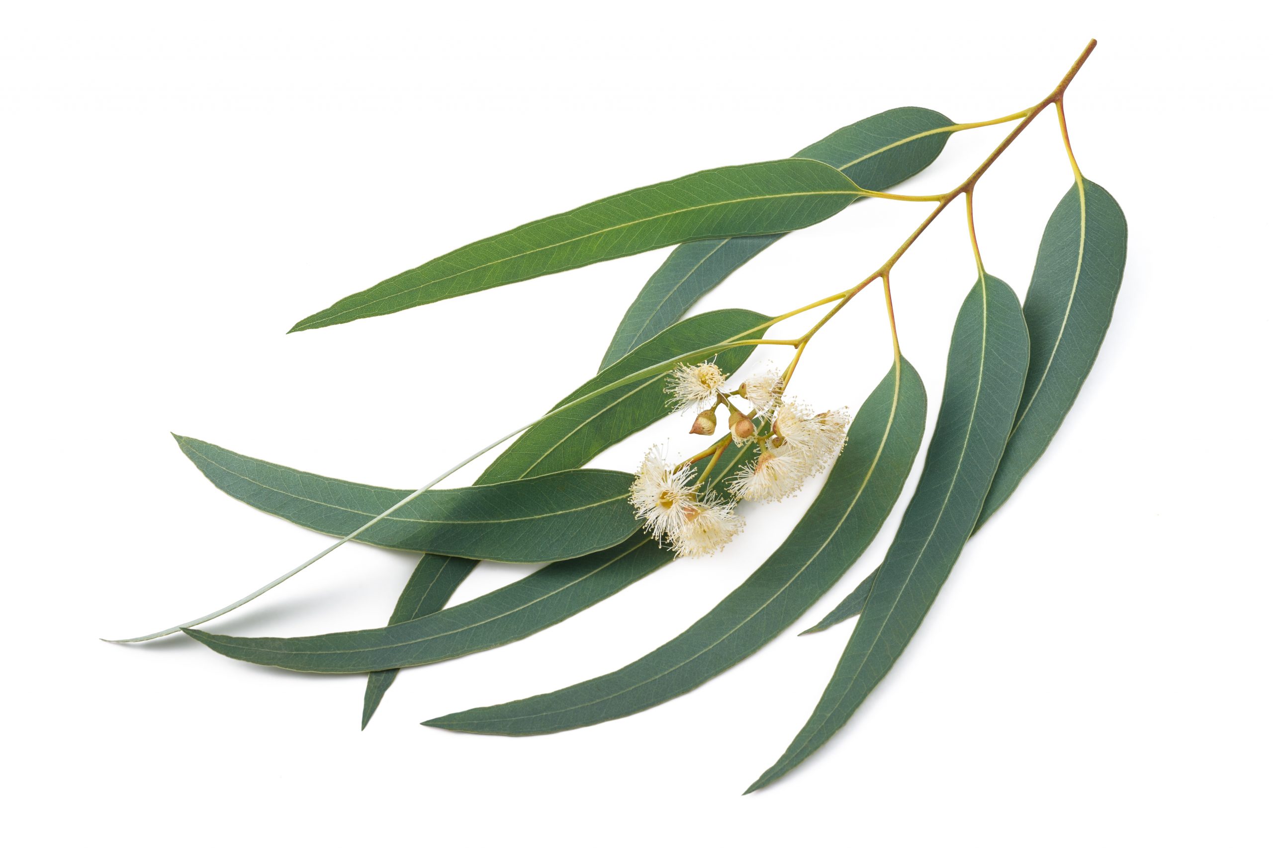 Eucalyptus - It is the season of cold and flu... - Essential Thyme